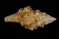 藏品(多稜旋螺)的圖片